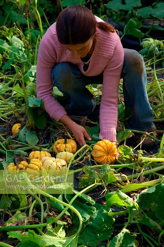 Woman gardener harvesting the winter squash harvest in mid October - Cucurbita 'Sweet Lightning' AGM - orange and cream