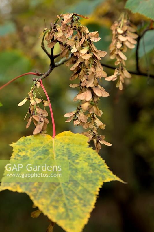 Acer capillipes seeds and leaves in late autumn - November