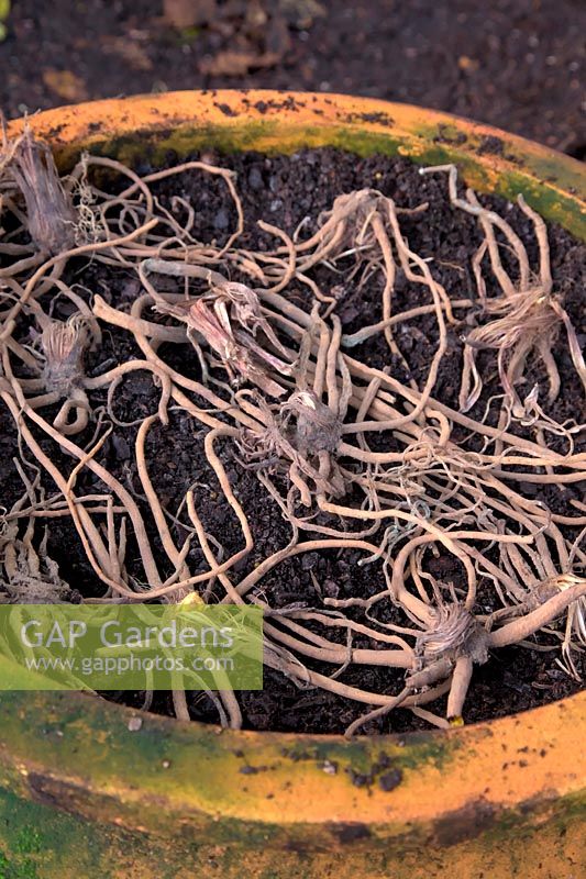Planting Eremurus rhizomes or bulbs in a large clay pot - spreading out the spidery roots to lie just below final surface level