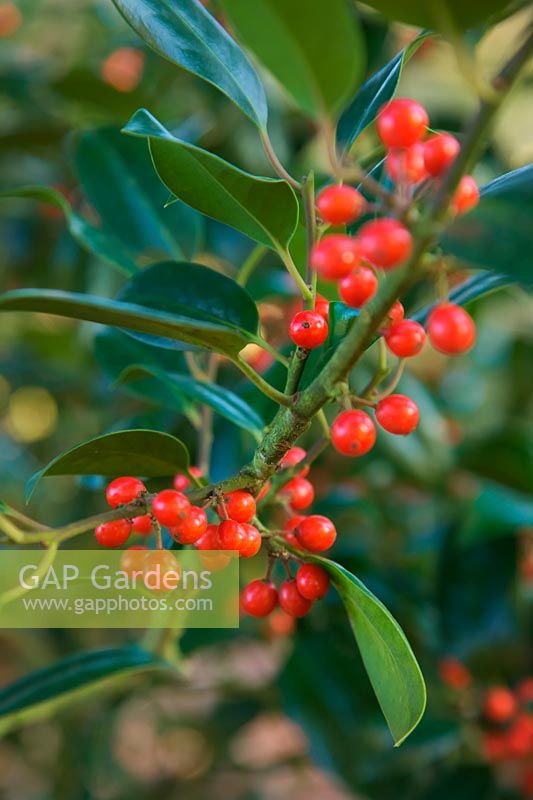 Ilex x altaclerensis cf. 'James G. Esson' - red berried hybrid Holly