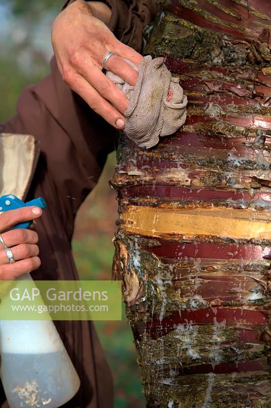 Woman gardener cleaning the trunk of Prunus serrula using a hand sprayer containing soapy water and a damp cloth to show off the attractive bark