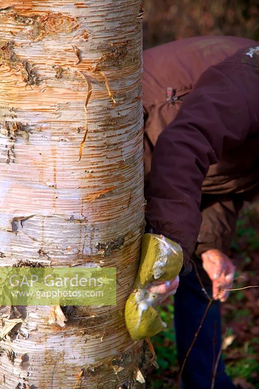 Woman gardener cleaning the trunk of Betula costata using a sponge with soapy water to show off the attractive bark
