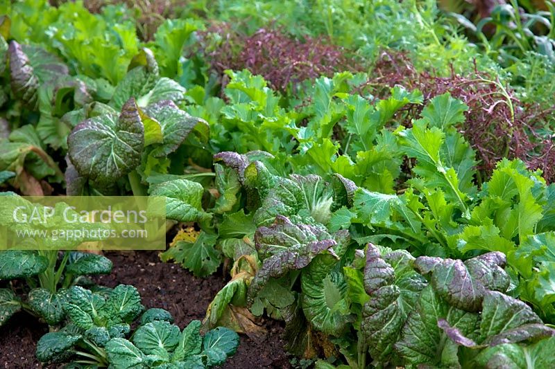 Japanese salad greens wintered outside after a mild winter - from front to back - Brassica rapa subsp. narinosa ''Yukina' - Tatsoi, Brassica juncea 'Osaka Purple', Brassica juncea green-in-the-snow, Red Mizuna - Brassica rapa nipposinica, then Green Mizuna