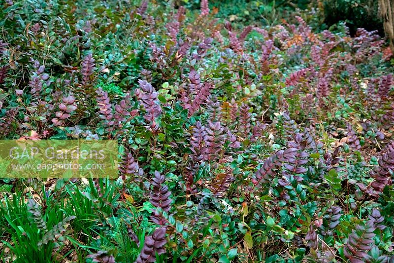 Mahonia nervosa grown as ground cover in shade