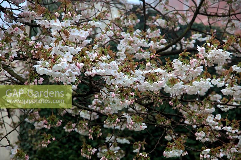 Prunus 'Tai-haku' AGM Great White Japanese Cherry
