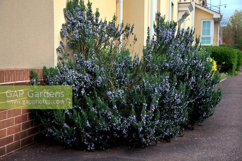 Rosmarinus officinalis will thrive on a sunny sheltered site surrounded by walls and paving