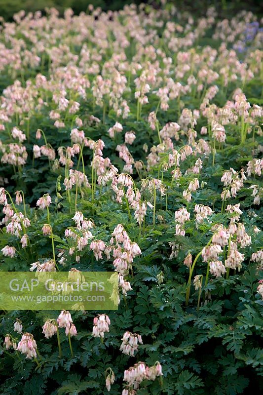 Dicentra 'Langtrees' AGM