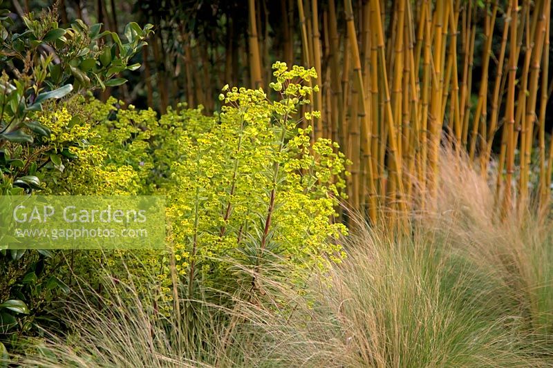 Stipa tenuissima with Euphorbia x martini 'Ascot Rainbow' and Phyllostachys aureosulcata f. spectabilis AGM bamboo