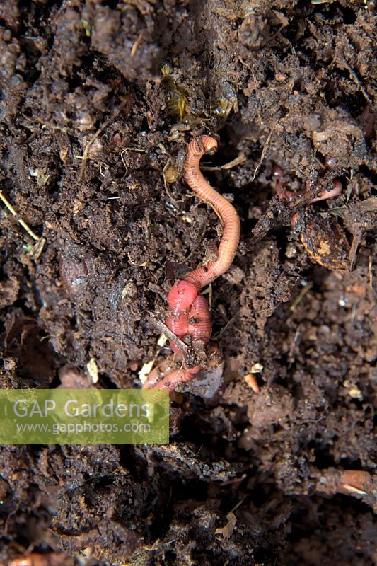 Mating Tiger earthworms - Eisenia fetida in rotting compost from kitchen waste