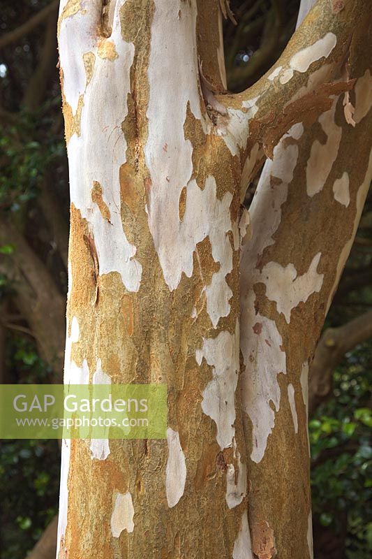 Luma apiculata AGM - Myrtle bark of large specimens growing in frost free climate