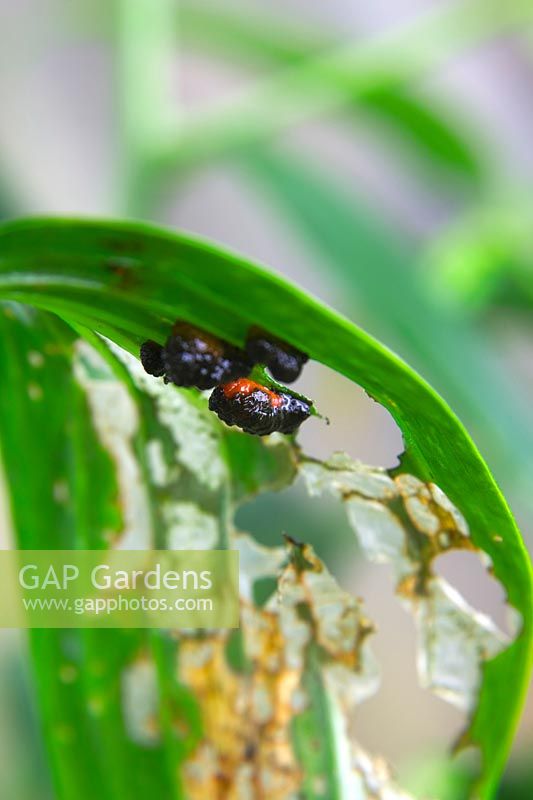 Lilioceris lilii - Scarlet Lily Beetle infestation on Lilium cultivar - the larvae cover themselves with faeces as a disguise