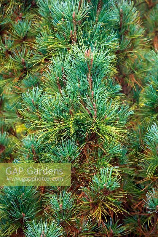 Pinus cembra 'Jermyns'