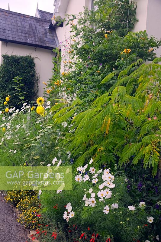 Albizia julibrissin and Campsis radicans f. flava AGM planted against Jermyns House, Sir Harold Hillier Garden, Romsey, Hampshire, UK
