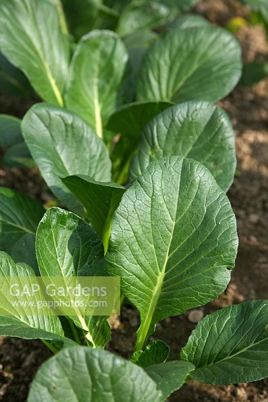 Lined out plants of Brassica rapa  - Chinensis Group -  Komatsuna Te Soto - Japanese Spinach