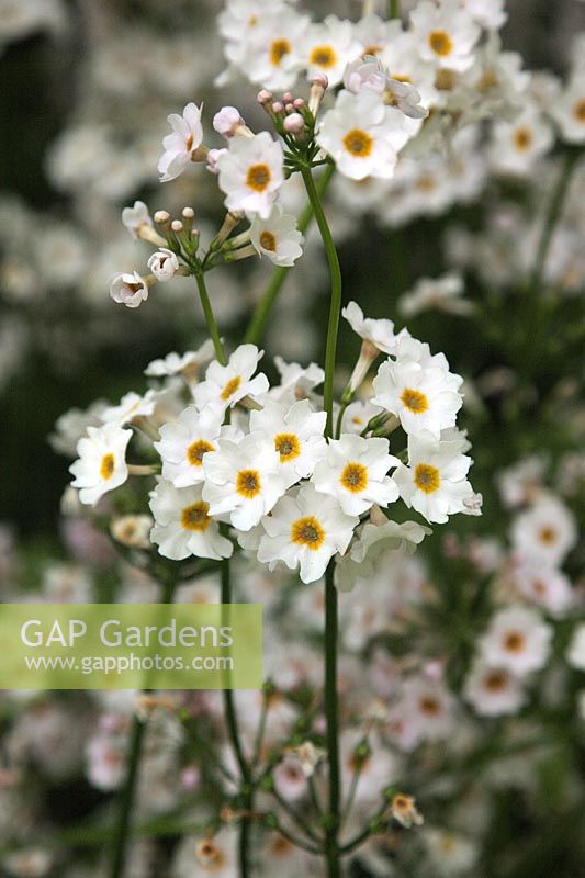 Primula japonica 'Postford White'  - Pf -  AGM