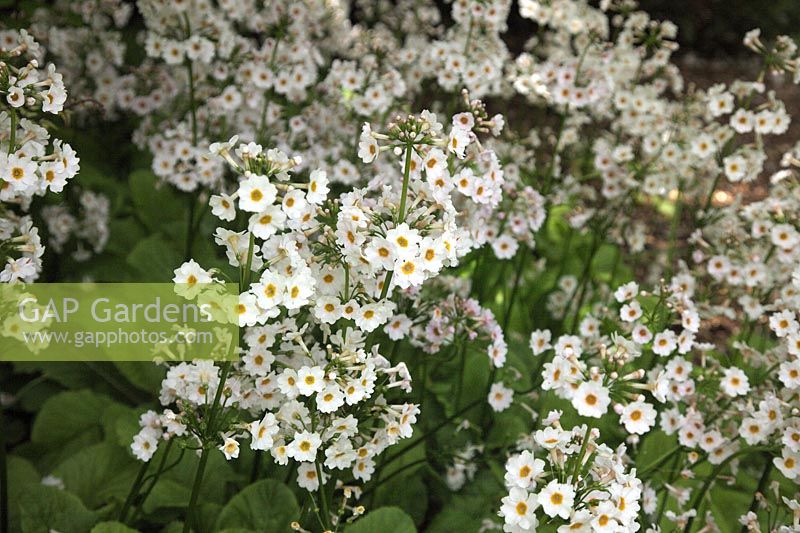 Primula japonica 'Postford White'  - Pf -  AGM