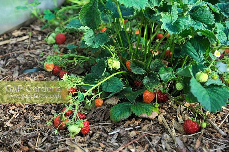 Fragaria - Strawberry 'Pegasus' growing in soil in polytunnel and mulched with wood chips