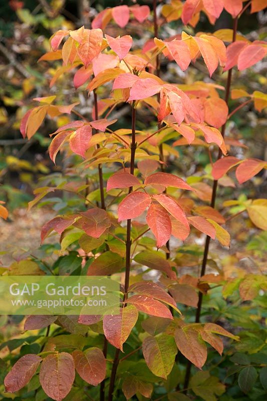 Staphylea pinnata autumn colour