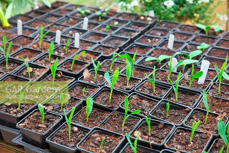 Germinating sweet corn Zea mais in individual pots variety 'Sweet Nugget'