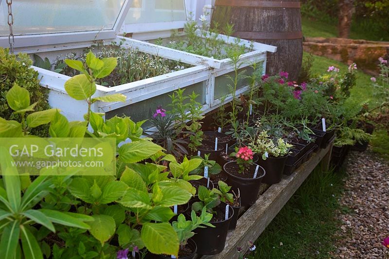Plants in cold frames awaiting planting out at Hollam House, Dulverton, Somerset in late May