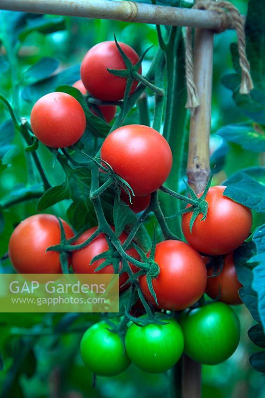 Solanum lycopersicum 'Dometica' Tomato plants with ripening fruits - rown from seed saved from supermarket purchased fruits