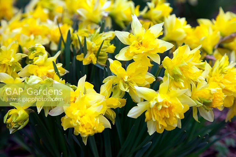 Narcissus 'Telamonius Plenus'syn. Narcissus 'Van Sion' Division 4 - double daffodil