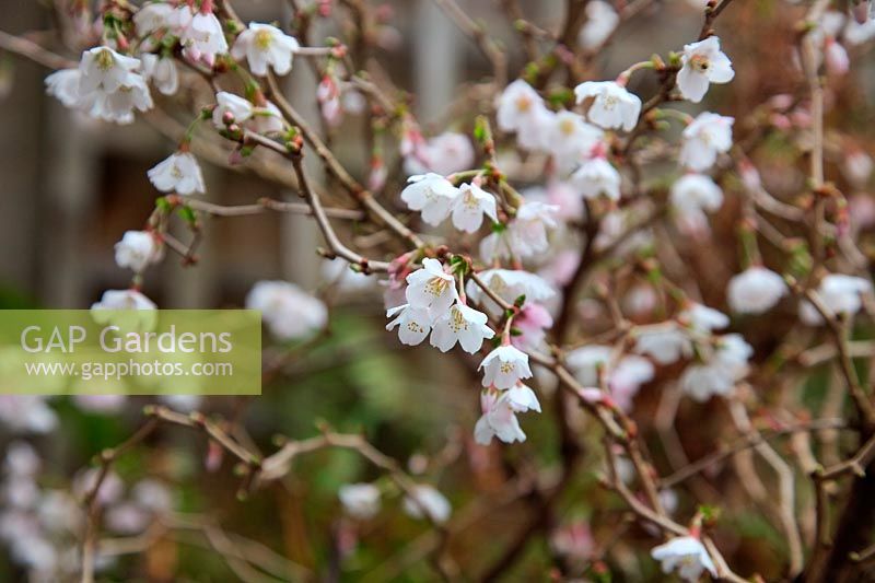 Prunus 'Kojo-no-mai' white dwarf flowering cherry tree
