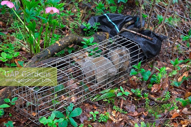 Sciurus carolinensis - Grey Squirrel - double entry run through trap with trapped squirrel