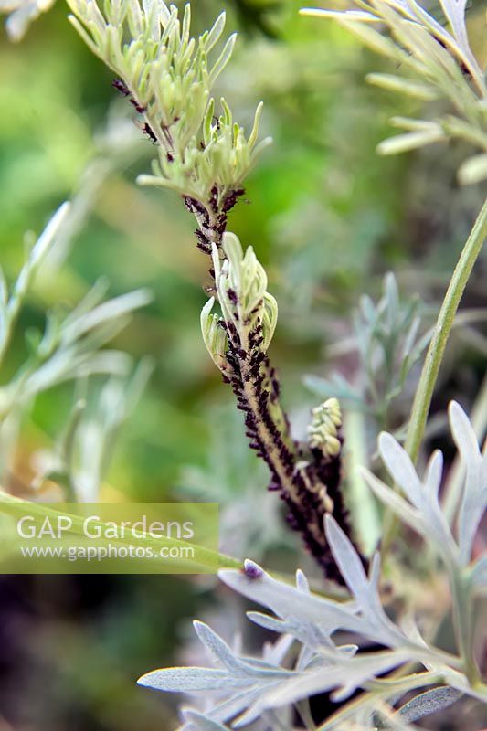 Aphis fabae - Black aphids or blackfly on Artemesia