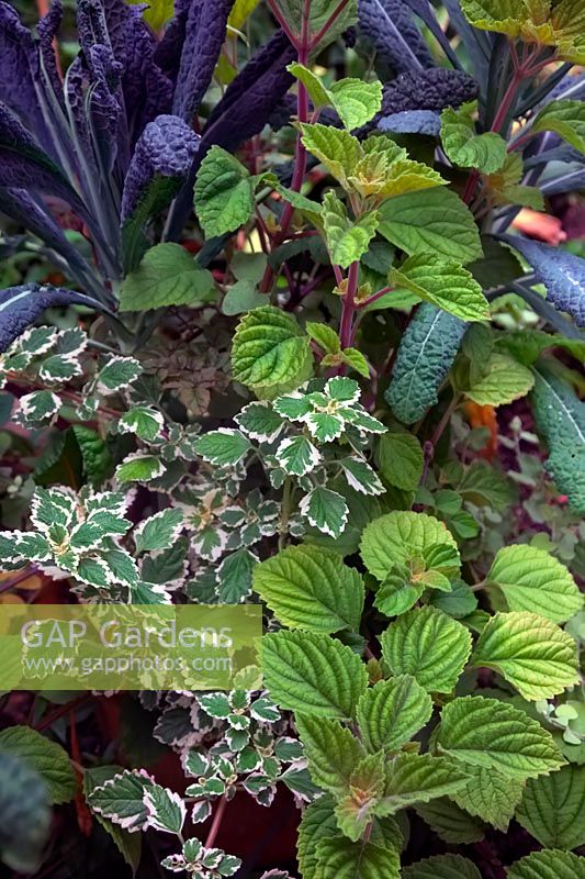 Plectranthus madagascariensis 'Variegated Mintleaf'  - v -  AGM, Helichrysum petiolare 'Limelight' AGM, Brassica oleracea 'Cavolo Nero' and Plectranthus fruticosus grown as foliage plants in a terracotta pot