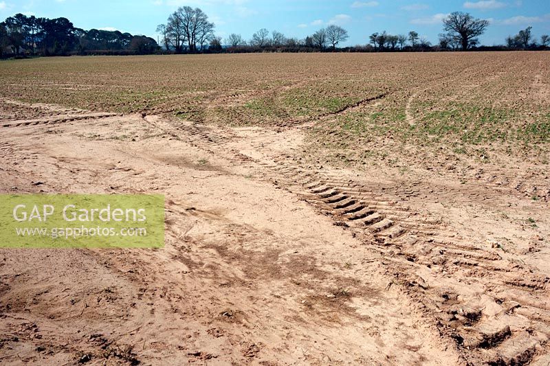 Soil erosion caused by heavy rain and late autumn sown crop with insufficient cover developed for the winter and with tractor wheelmarkings - shown early April