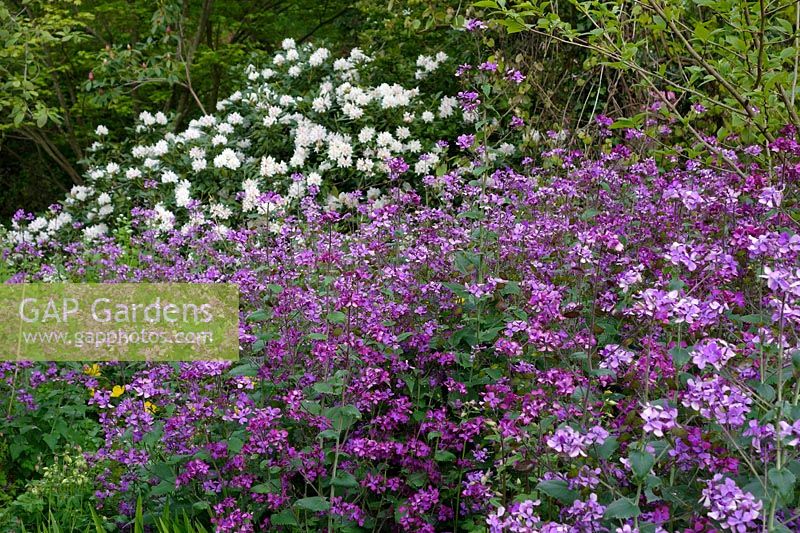 Lunaria annua - Honesty with Rhododendron 'Cunningham's White' at rear