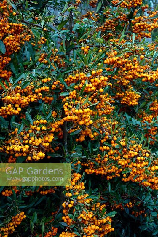 Pyracantha in autumn - yellow berried cultivar
