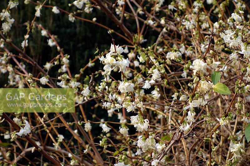 Lonicera x purpusii - Winter Fragrant Honeysuckle