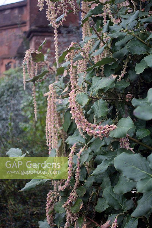 Garrya eliptica against a north wall flowering in winter