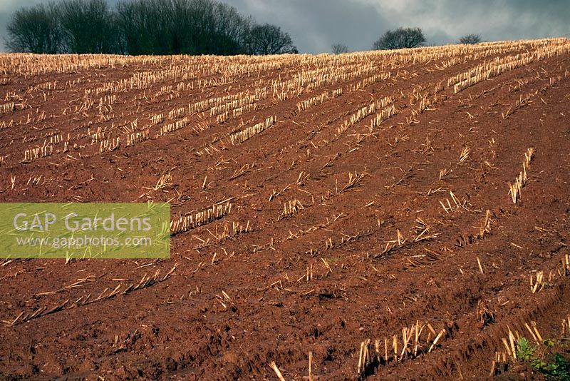 Maize field after harvest - steep ground in Devon with cultivation up and down the slope shows evidence of soil erosion