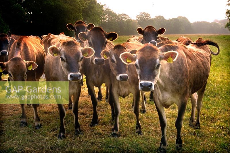 Jersey heifer cows - followers at pasture