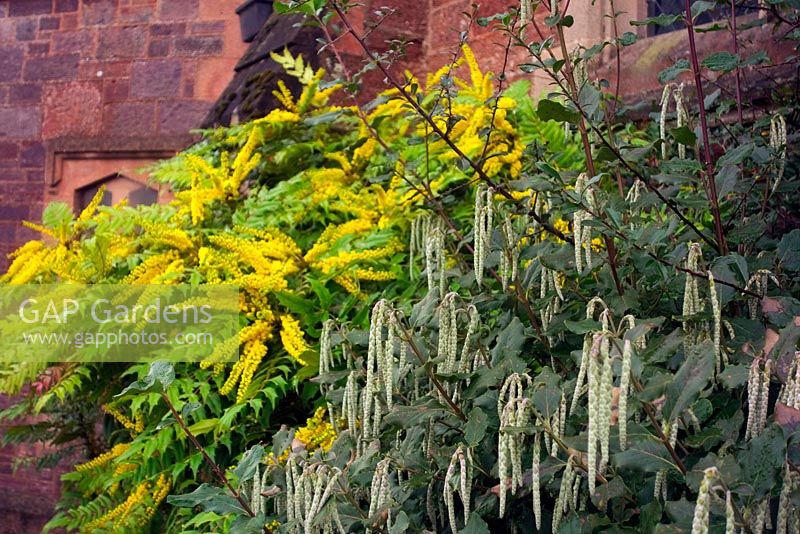 Plants for a north facing wall Mahonia x media 'Winter Sun' AGM, Garrya elliptica  - m - 