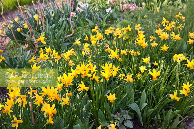 Narcissus in a border at Great Dixter - Daffodils. Mandatory credit Jo Whitworth