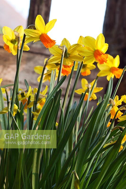 Narcissus 'Jetfire' in the porch at Great Dixter. Mandatory credit Jo Whitworth
