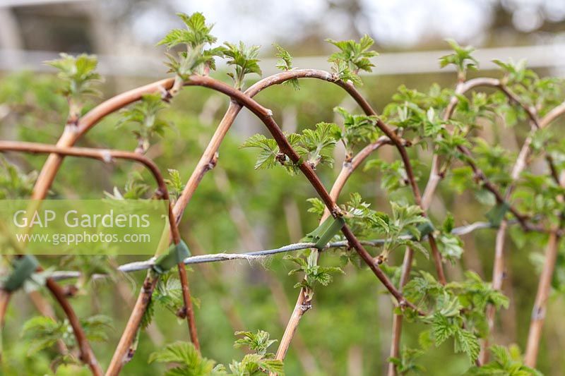 Raspberry 'Octavia' canes tied to wire in arches