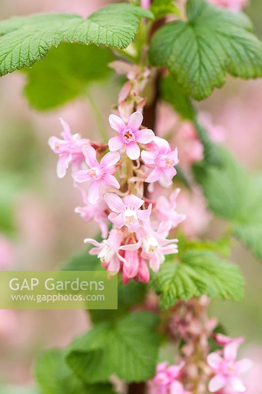 Ribes sanguineum 'Poky's Pink' - flowering currant