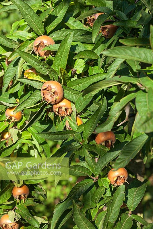 Mespilus germanica 'Macrocarpa' - Medlar fruit