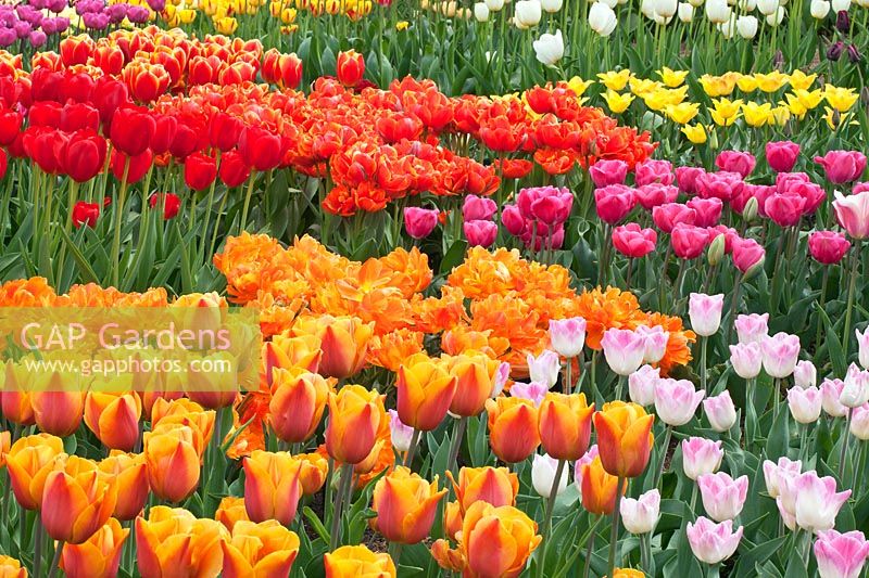 Tulipa - Tulip display of T. 'Janneke's Orange', T. 'Symphony', T. 'Orca', T. 'Carola', T. 'Canadian'. RHS Gardens, Wisley.