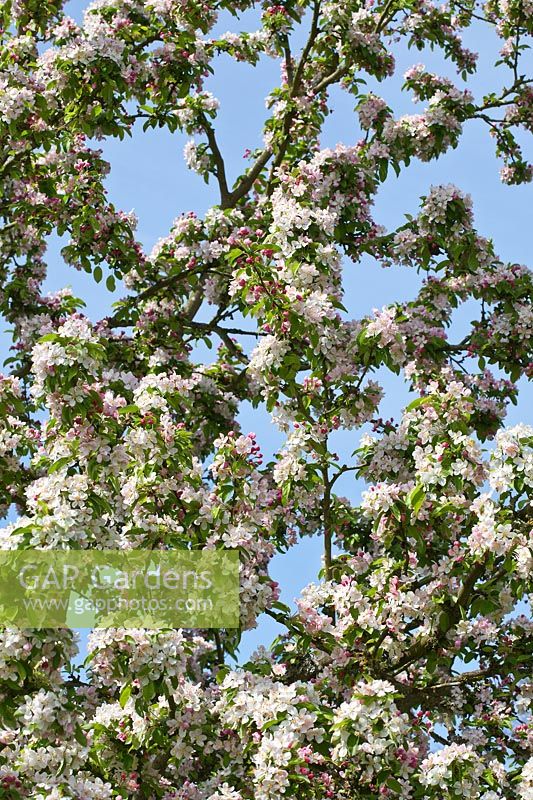Malus domestica - Apple tree in blossom