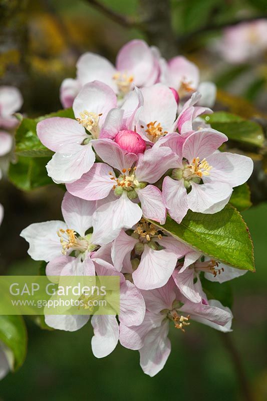 Malus domestica 'Sturmer Pippin' - Apple blossom