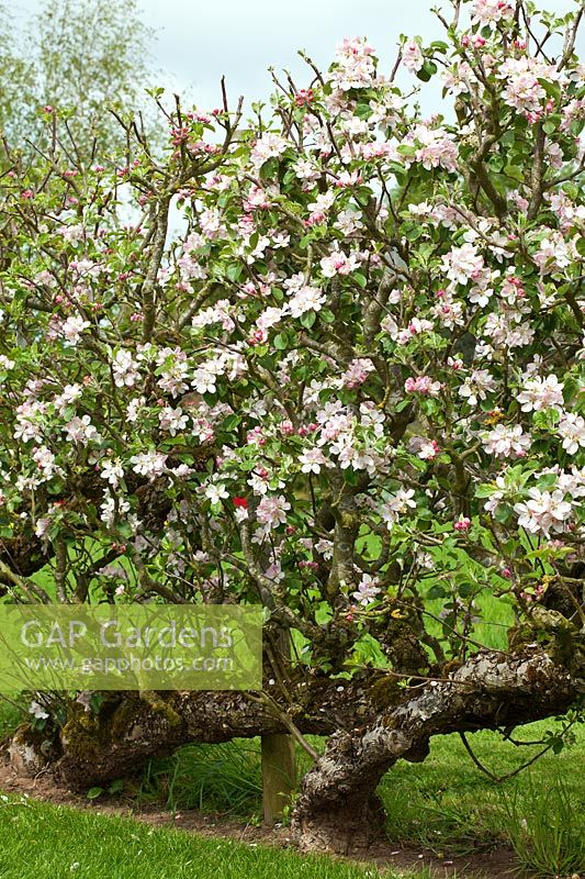Malus domestica 'Laxton's Fortune' and 'Laxton's Exquisite' - 70 year old Cordon Apple trees in blossom