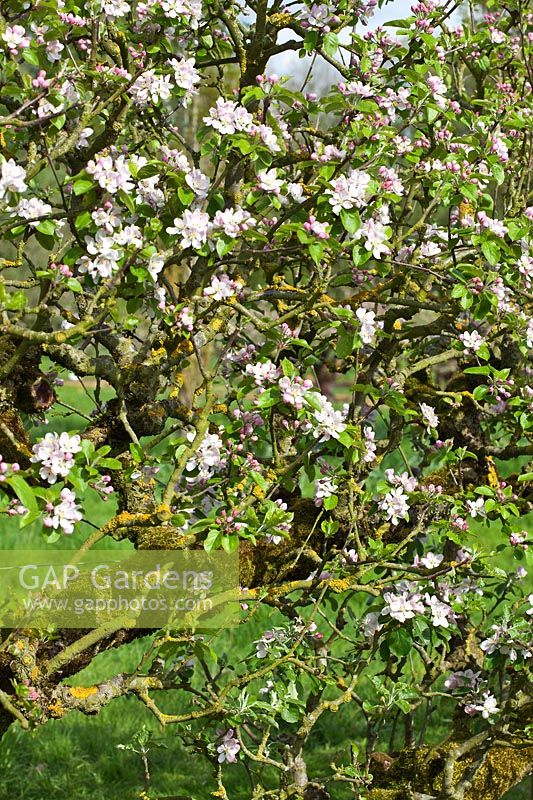 Malus domestica 'Lord Lambourne' - old Cordon Apple trees in blossom