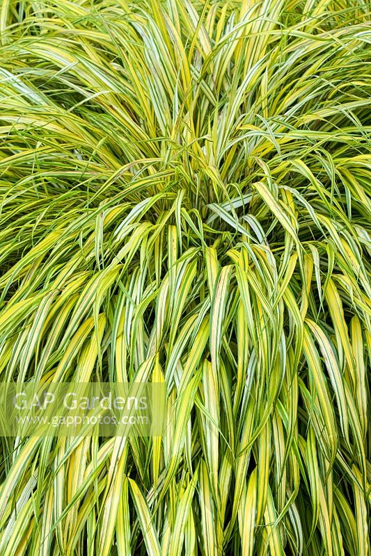 Hakonechloa macra 'Aureola' - Fountain Grass - an ornamental golden grass for the garden