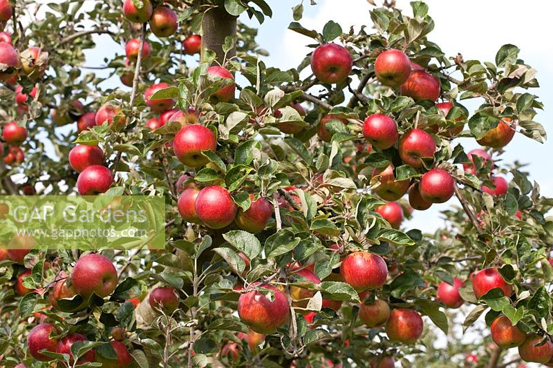 Malus domestica 'Livermere Favourite' - Apple tree laden with fruit